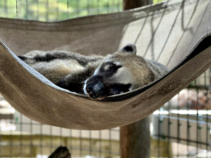 coatimund at GarLyn Zoo